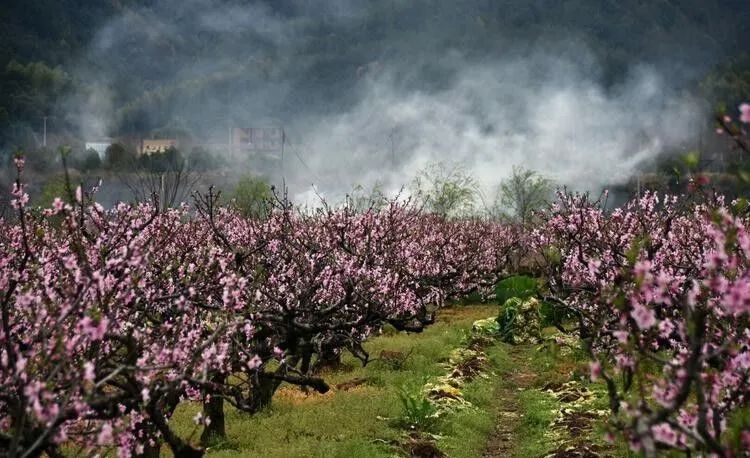 为什么桃木跟柳木可以辟邪,任何桃木都可以驱邪吗