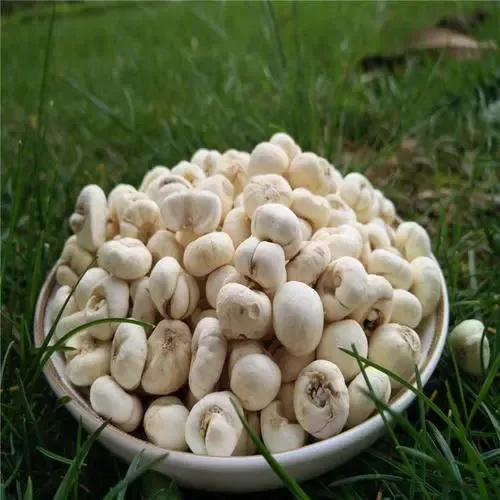 促进胃十二指肠溃疡愈合的药,促进回肠溃疡愈合的药