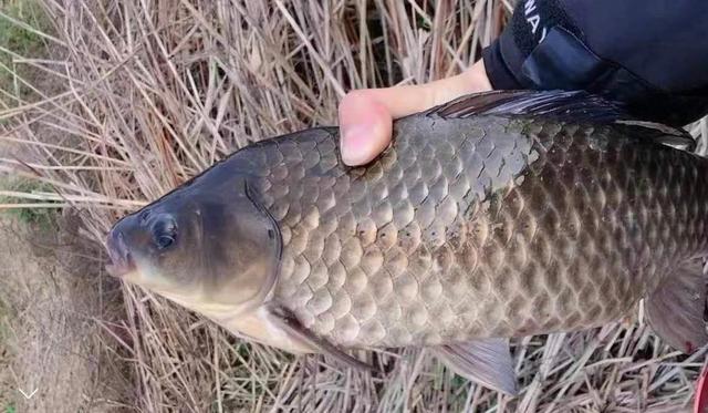 矶竿滑漂钓鲫鱼浮漂推荐,7米2钓鲫鱼配几克浮漂