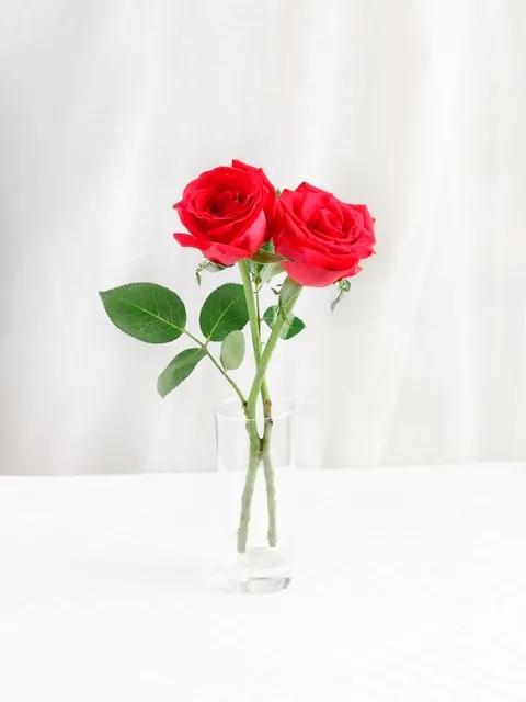 我爱月季花歌曲,我爱月季花300字