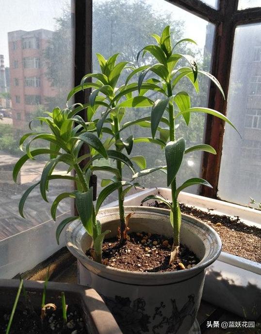 春季百合花开谢后怎么养护,冬天开败的百合花春天的养护方法