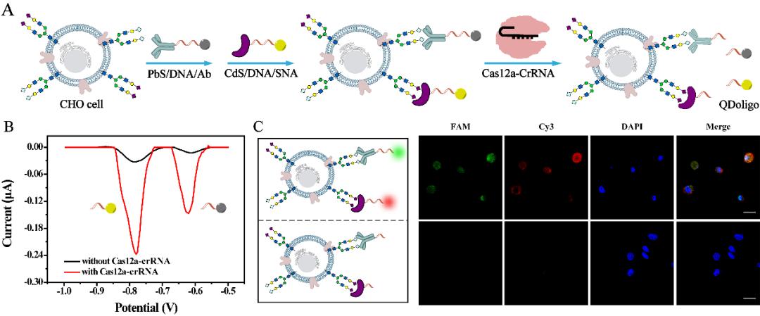 电化学治疗肿瘤,电化学治疗肿瘤事例