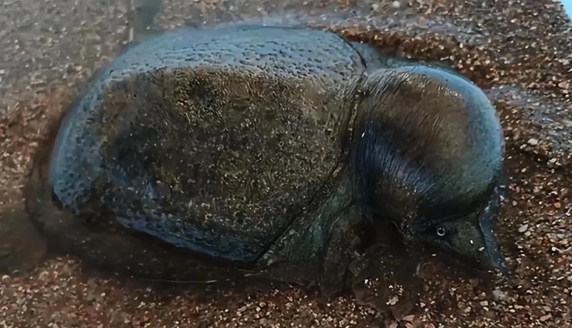 甲鱼被蚊子咬了会死科学解释,甲鱼被蚊子叮头肿成球求助