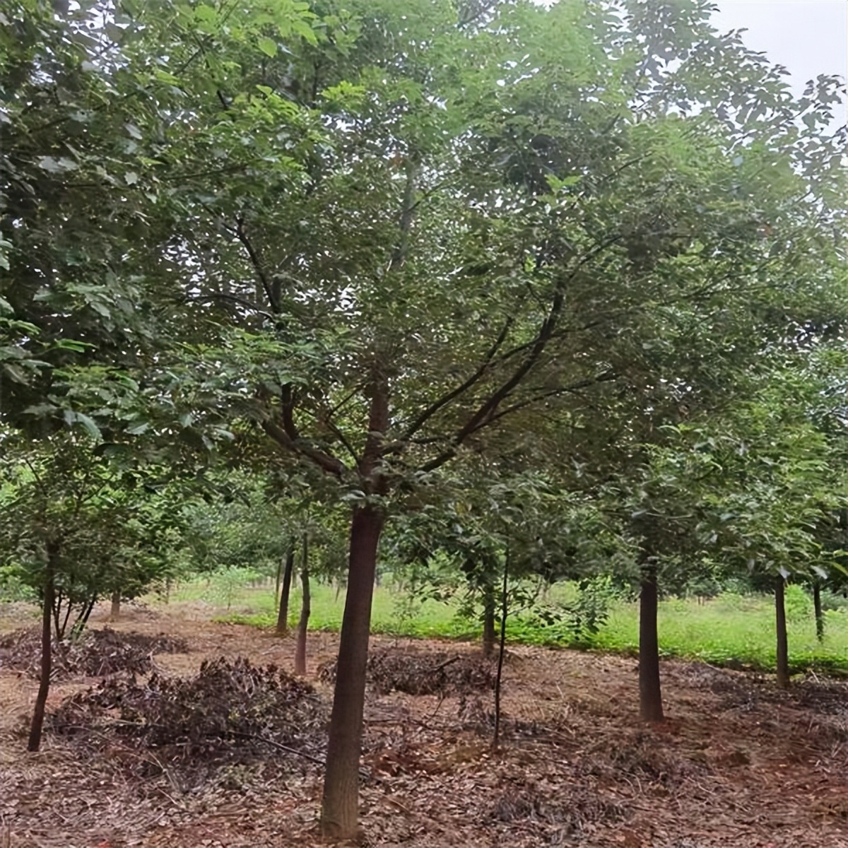 香樟种子种植方案,香樟种植技术视频教程