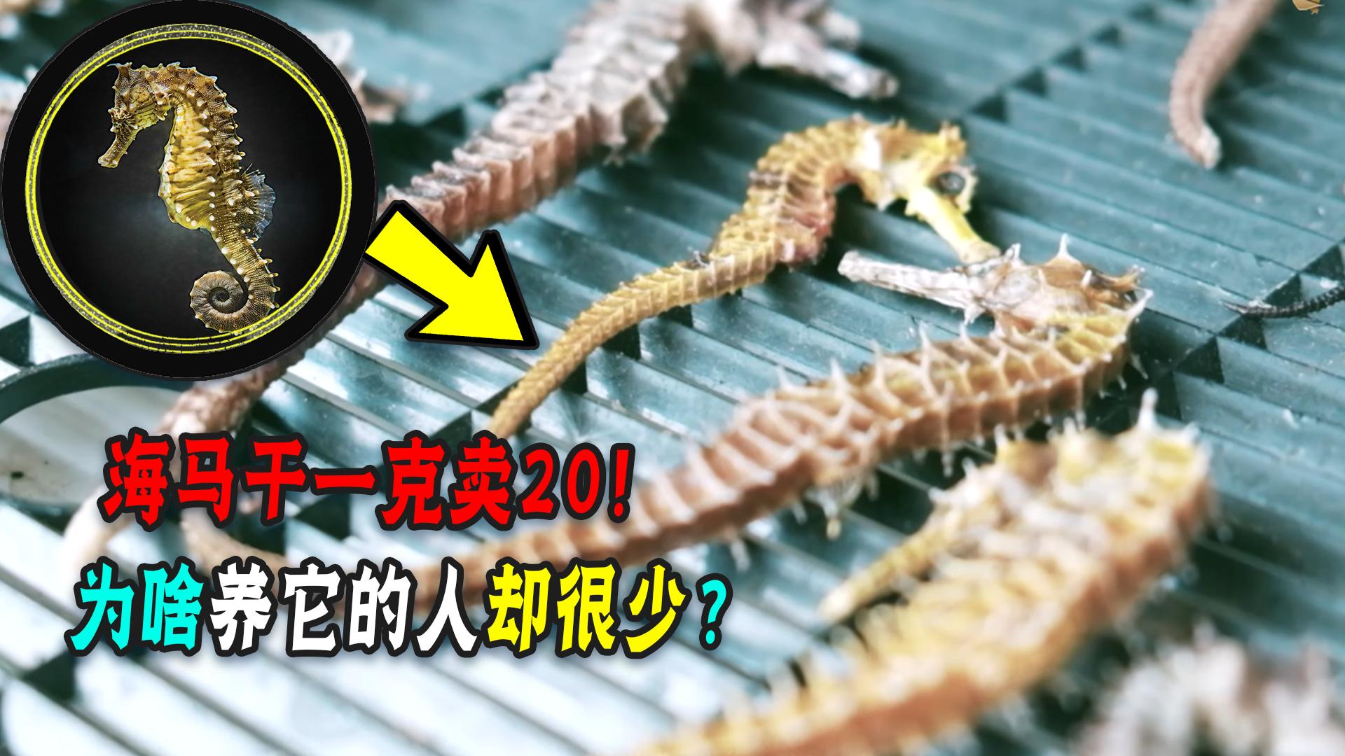 能炖汤当中药的养殖海马！一克卖20！为啥养它的人却很少？