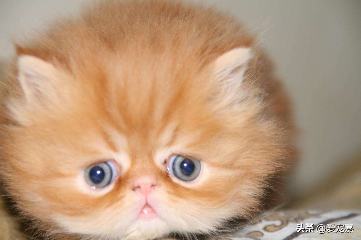 猫咪各种种类的简介介绍,各类猫咪种类介绍