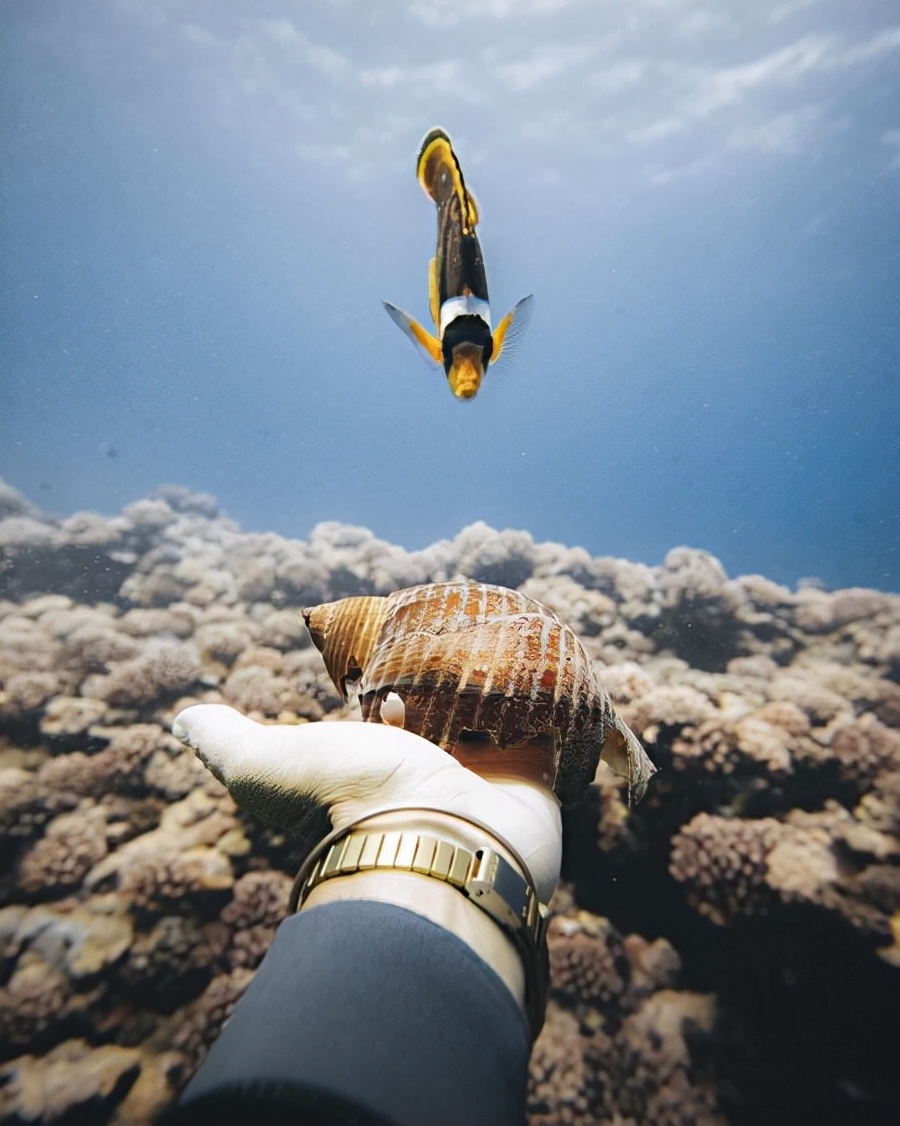 国外美女姐姐海里偶遇一只小鱼，竟引发神奇友谊！网友：前世情人