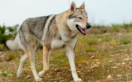 无人区内与狼搏斗负伤的流浪藏獒,被困野狼救助完整版