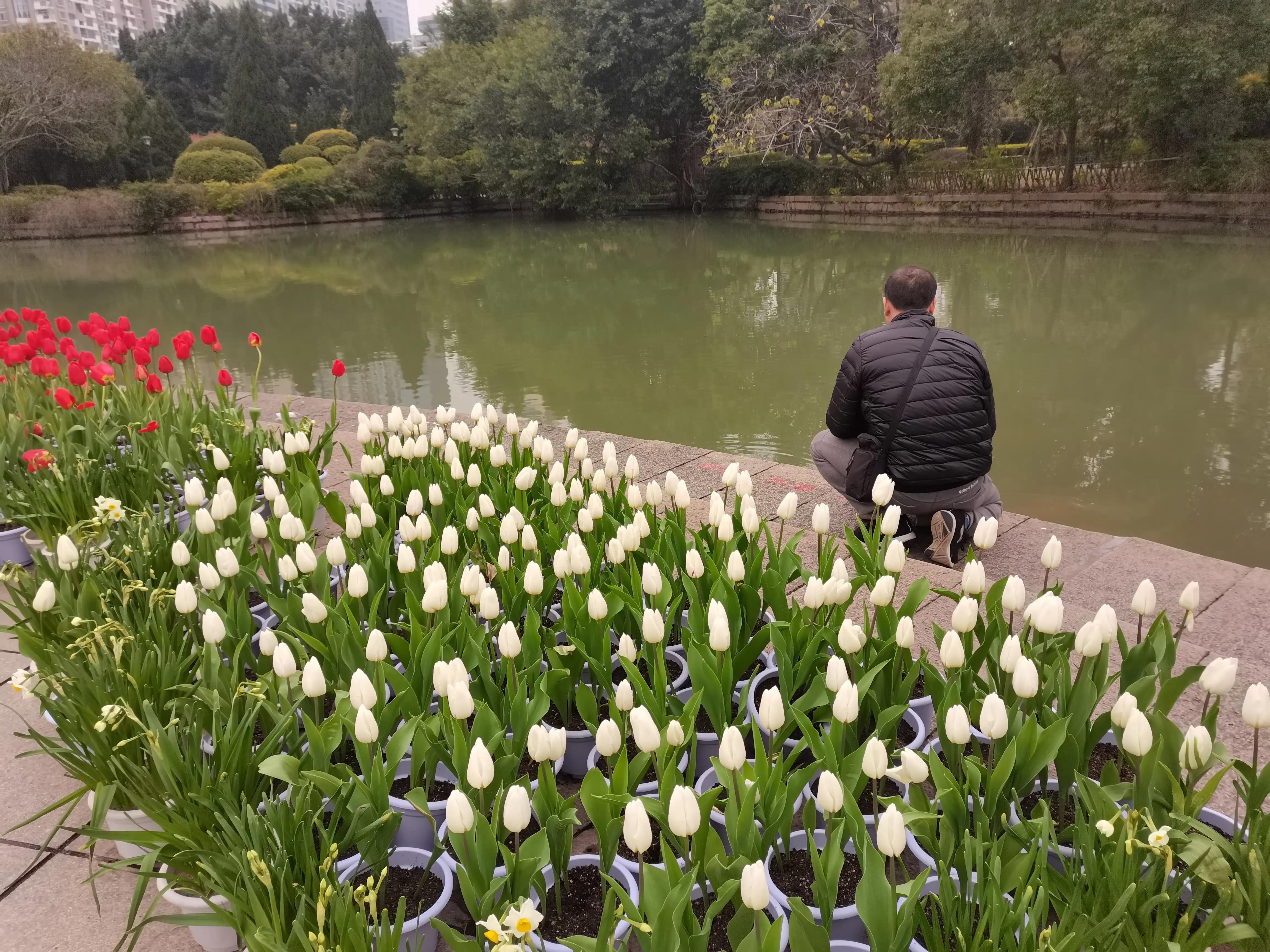 福州郁金香温泉公园,福州花海公园郁金香