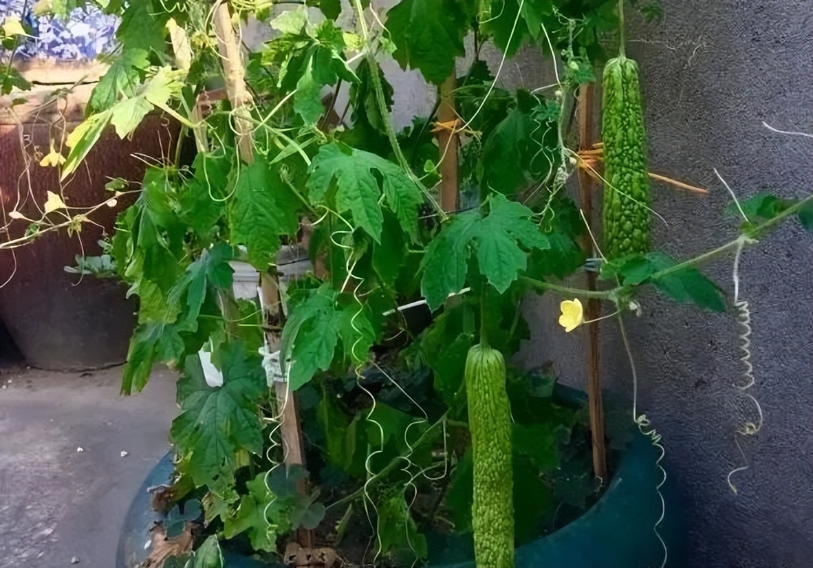 小暑牵三伏养生有讲究,小暑的三忌讳