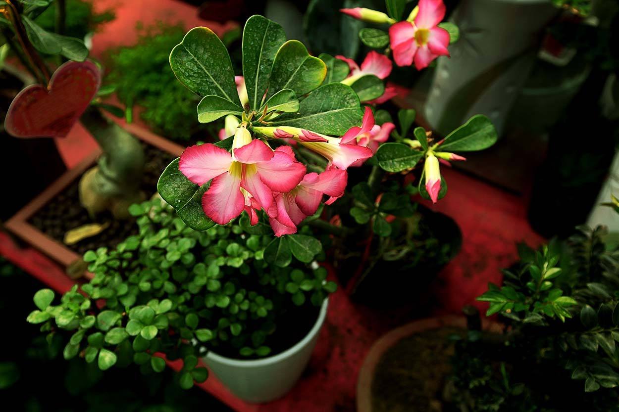 怎么把沙漠玫瑰养成啤酒肚,重瓣沙漠玫瑰养殖方法