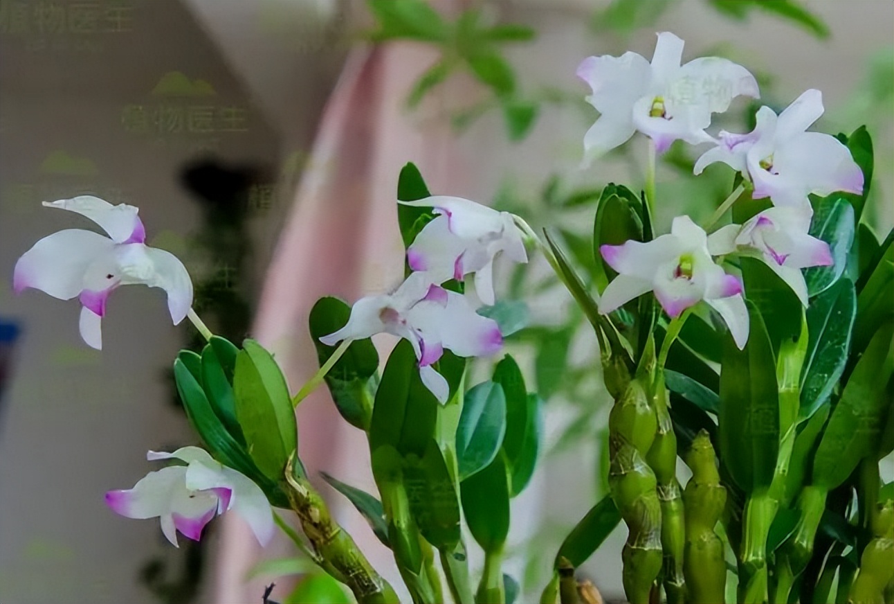 新手盆栽兰花最好选择哪些品种,适合家养的兰花品种有哪些盆栽