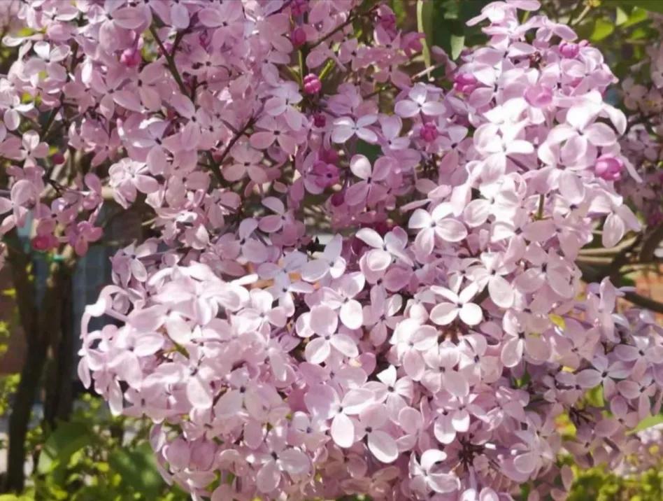 紫丁香花图片,淡淡的紫丁香