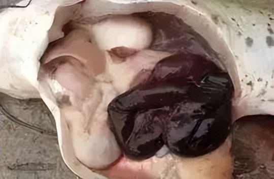 鱼出现败血症怎么治疗,鱼得了败血症怎么治