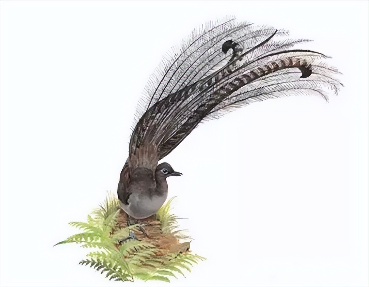 世界上最大的华丽琴鸟,天堂的使者