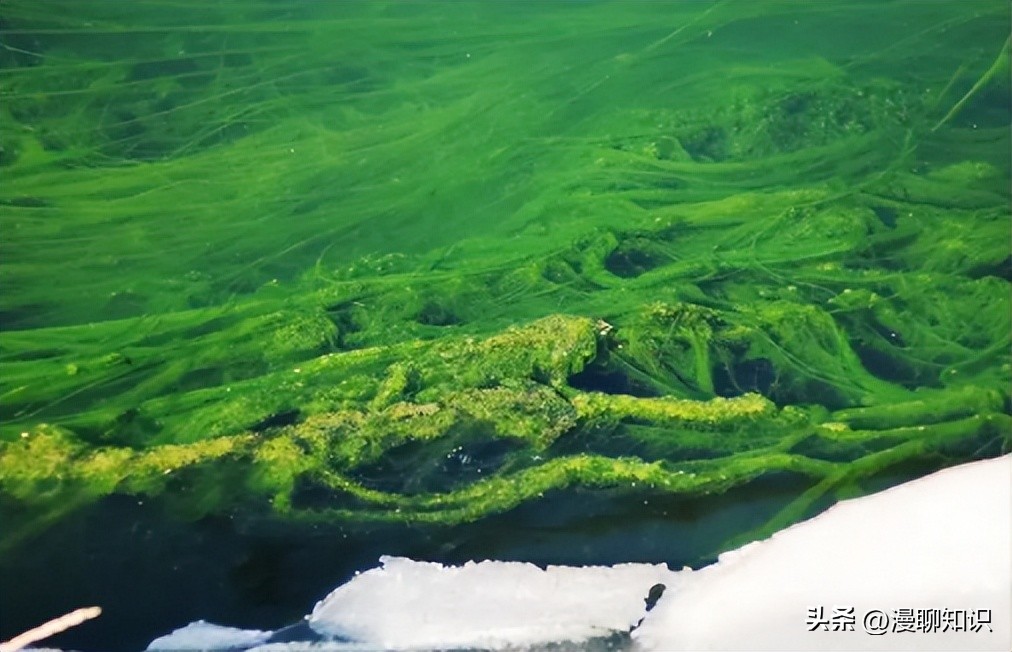 水稻田水绵怎么防治,水绵生物防治