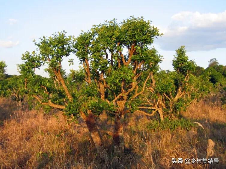 taragui马黛茶怎么样,taragui马黛茶测评
