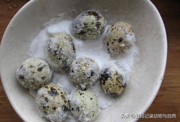 鹌鹑蛋的食疗及营养,鹌鹑蛋的食疗功效和作用