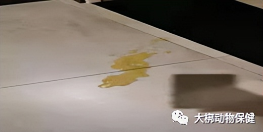 急性胰腺炎疑难病例讨论,狗狗为什么会得急性胰腺炎