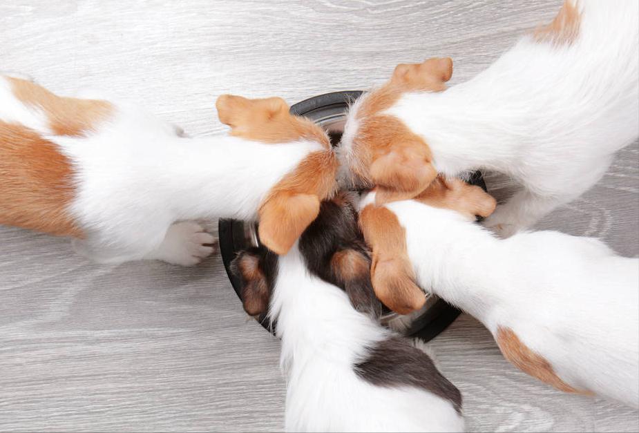 狗狗不爱喝水尿少尿黄吃什么,狗狗频繁喝水频繁尿尿是怎么回事