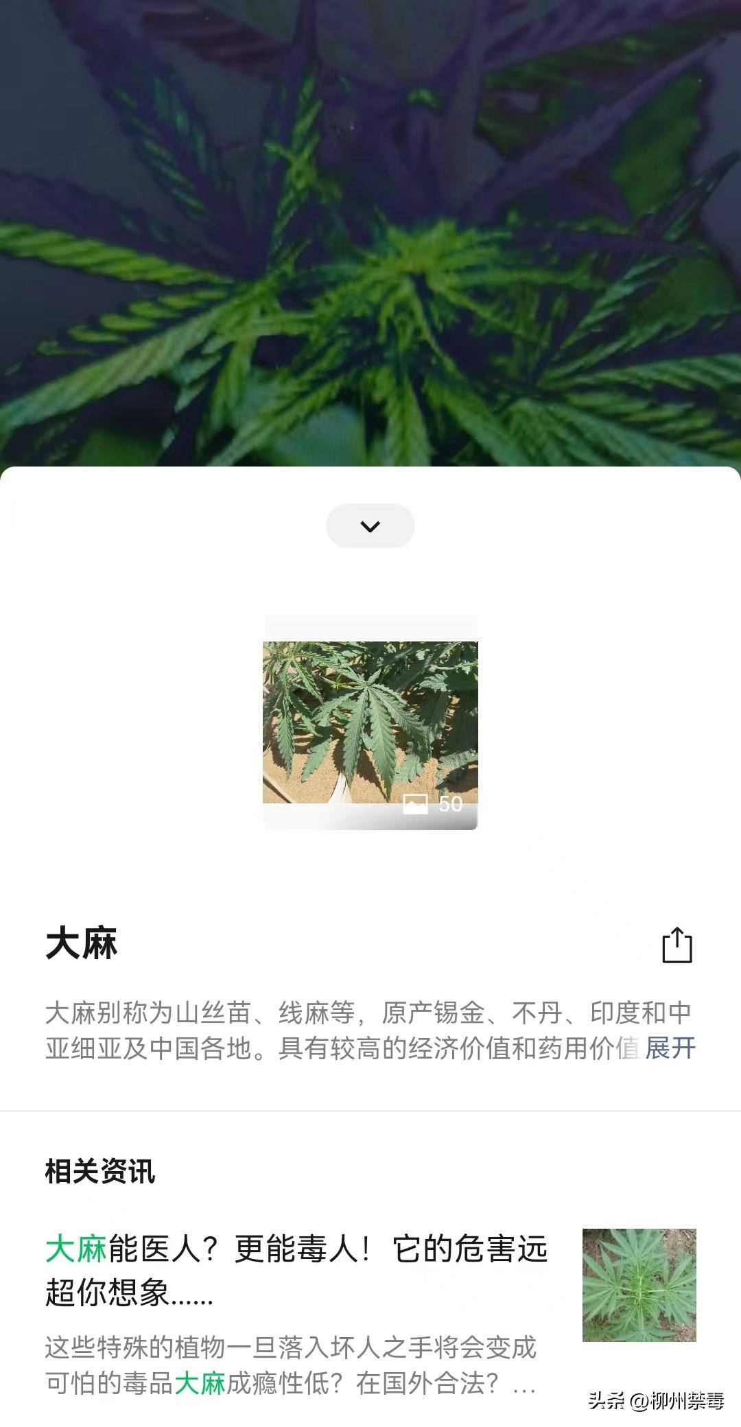 是“毒”还是“菜”？巧用微信“扫一扫”，*品毒**原植物立刻原形毕露！