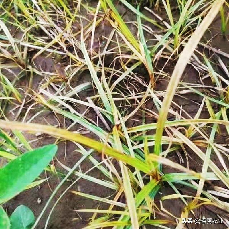 大豆香附子专用除草剂,黄豆田里的香附子专用除草剂