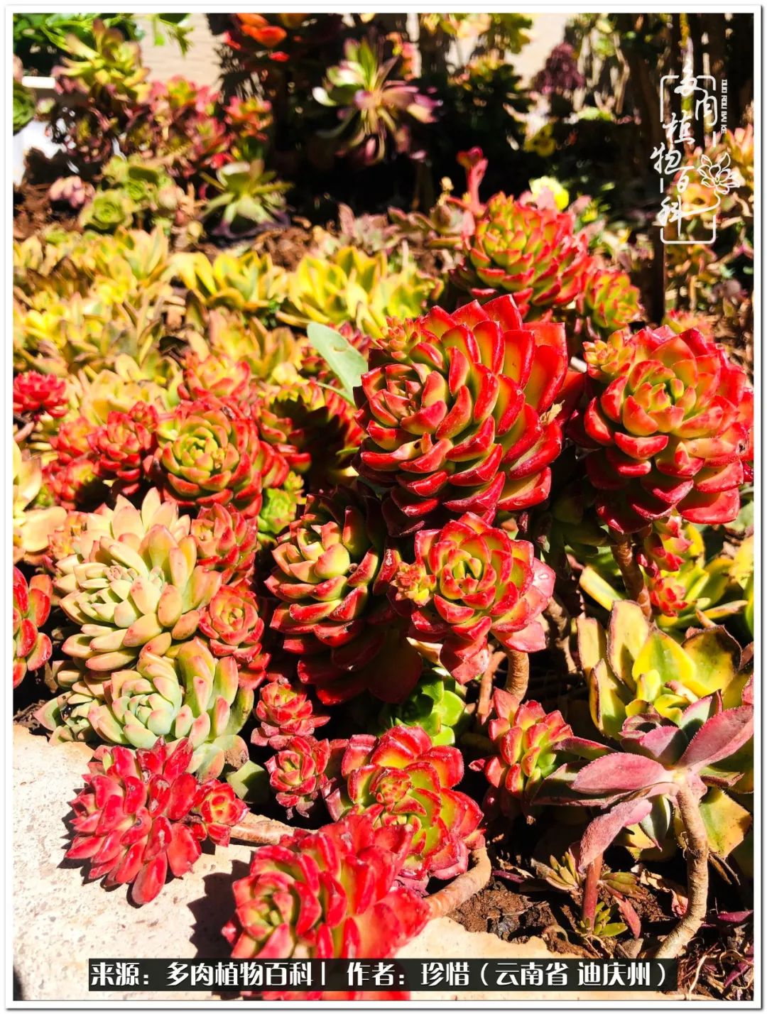 给生命一份淡然还岁月一份从容,给生命留一份洒脱的话