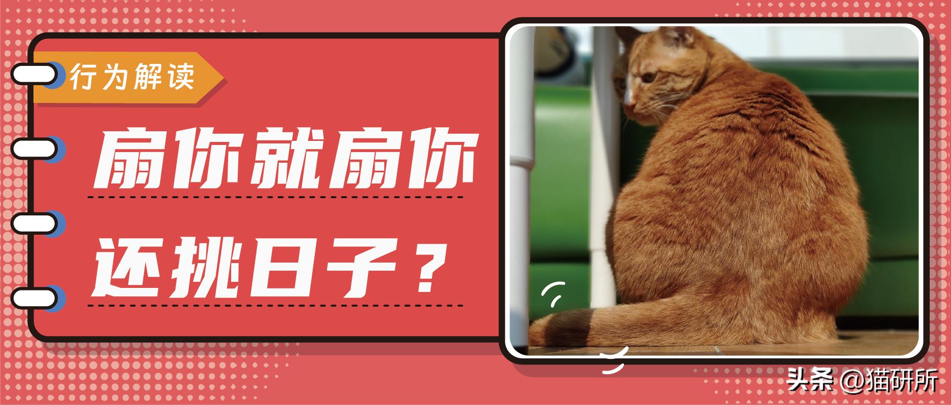 为啥猫咪老用尾巴扇我是不耐烦吗,猫咪一直扇尾巴