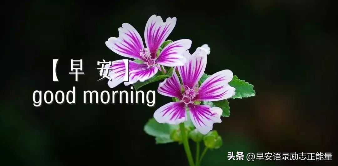 微信早上好正能量经典短语录,微信早晨发圈正能量的句子