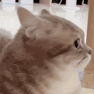 “猫咪发情，可以用棉签帮它爽爽吗？”