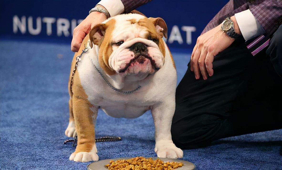 英国斗牛犬不爱动怎么办,斗牛犬吃狗粮怎么老掉东西
