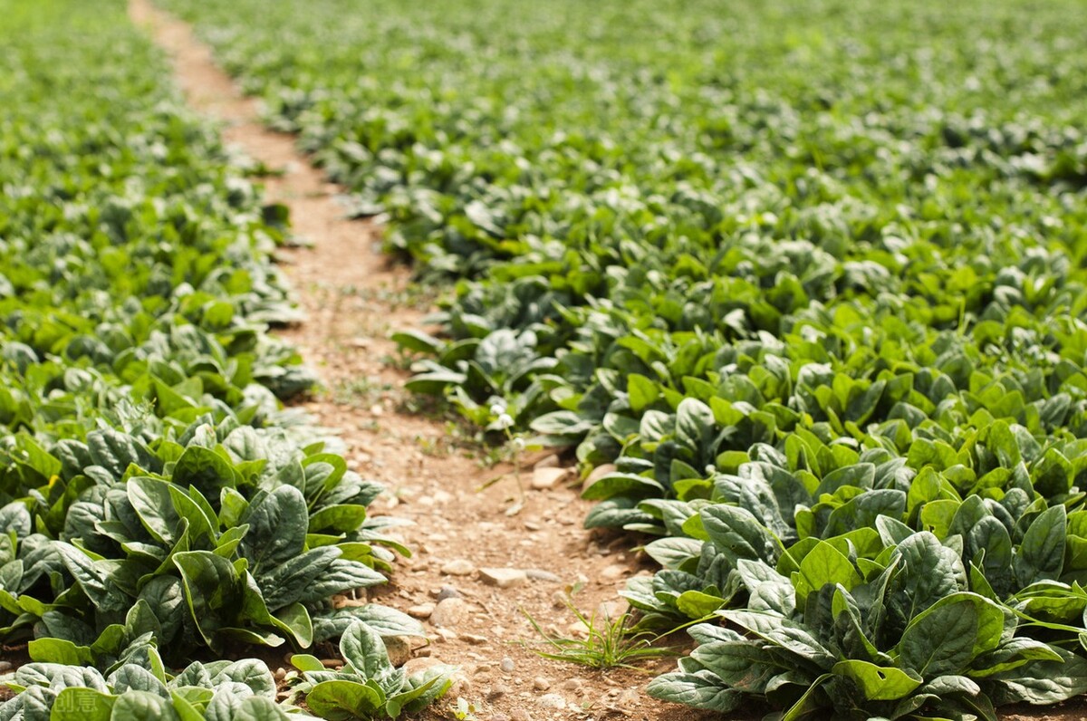 2022年云南菜价,2022年12月份云南蔬菜价格参考