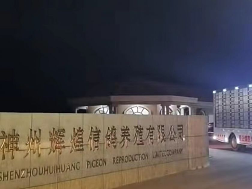 2022年神州辉煌公棚决赛归巢视频,神州辉煌赛鸽公棚500公里决赛成绩