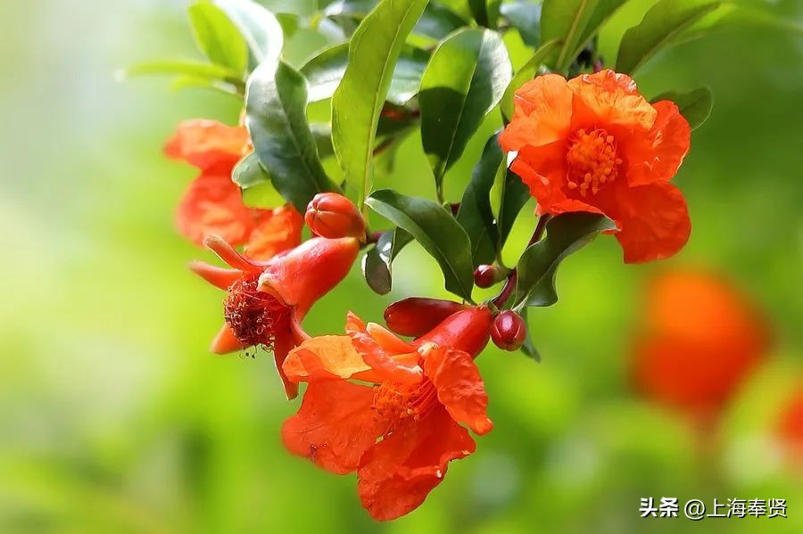 端午节五瑞之首,天中五瑞指是什么