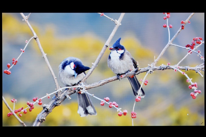 华硕无畏pro15测评锐龙版缺点,华硕无畏pro152022款锐龙版优点