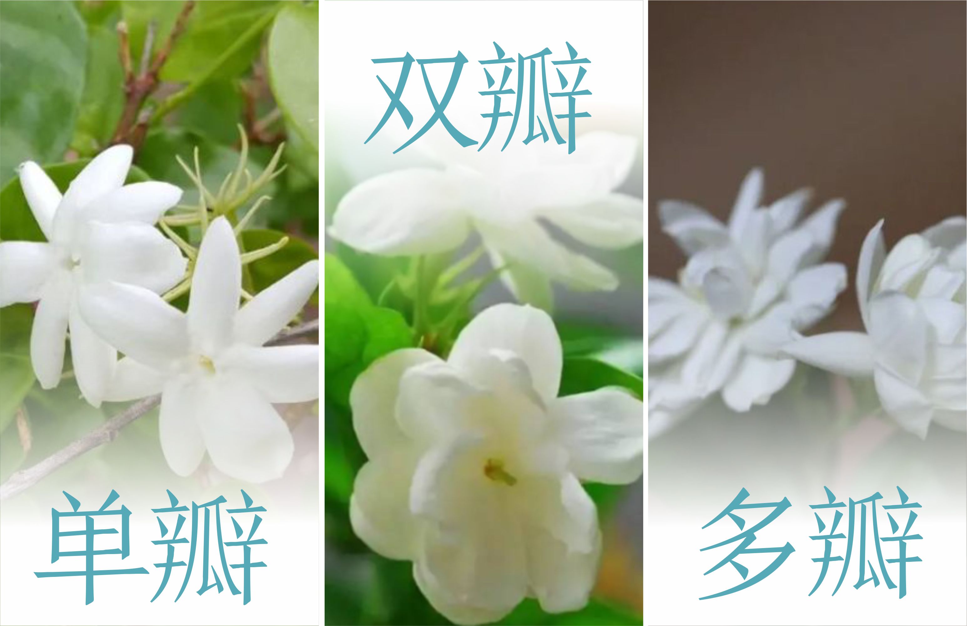 春伦茉莉花茶哪款比较好,春伦非遗茉莉花茶测评