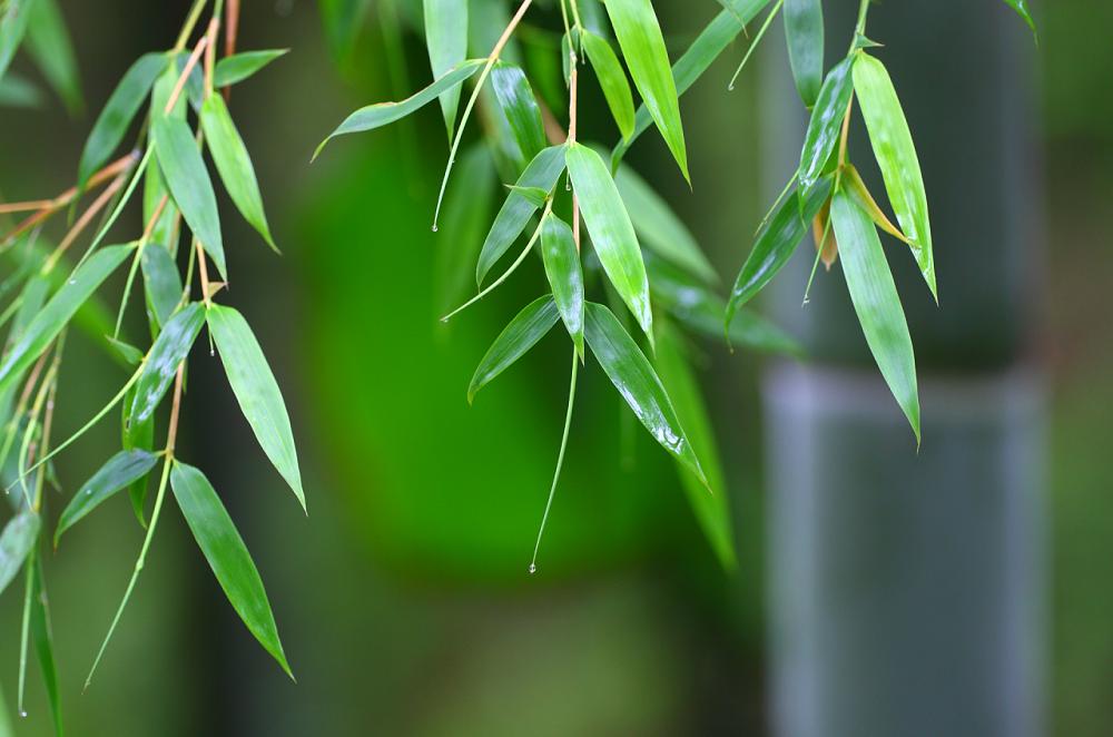 清明节祭祀朋友注意事项,清明节如何祭祀对故去的人最好