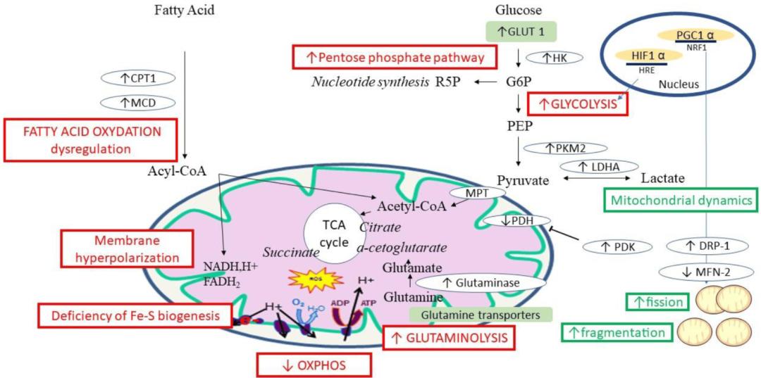 肺动脉高压有治好的吗,线粒体呼吸功能障碍