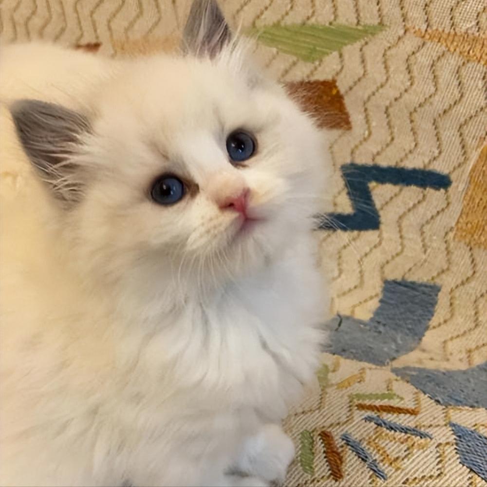 养什么猫比较好养又聪明又便宜,各种猫的优缺点新手适合养什么猫