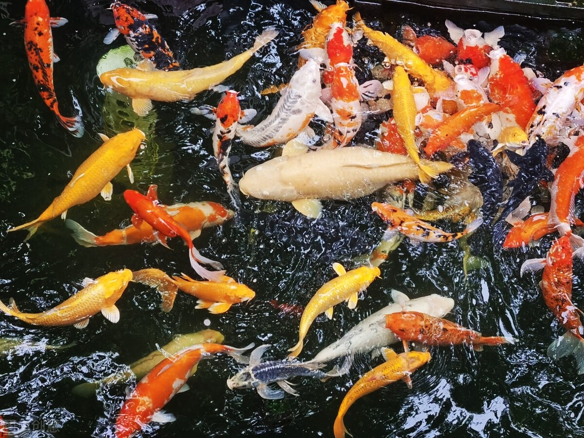 创意农业发展,创意农业发展新活力