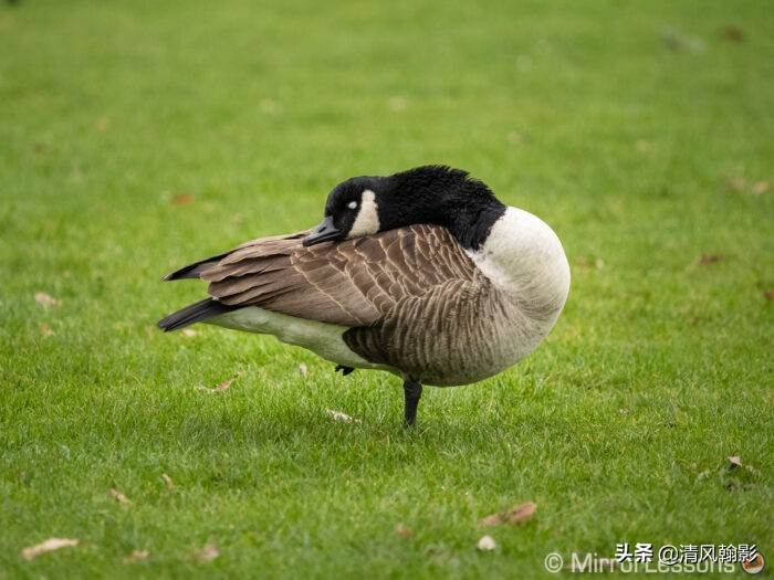 拍鸟买佳能rf600还是买rf800,拍鸟买什么