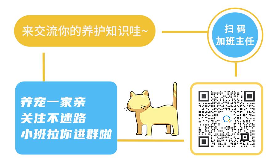 猫身上掉下来有白色颗粒是什么,猫身上白色的是什么