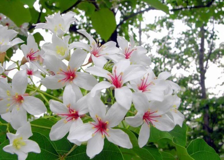 五月是油桐花的季节,油桐花美景图片