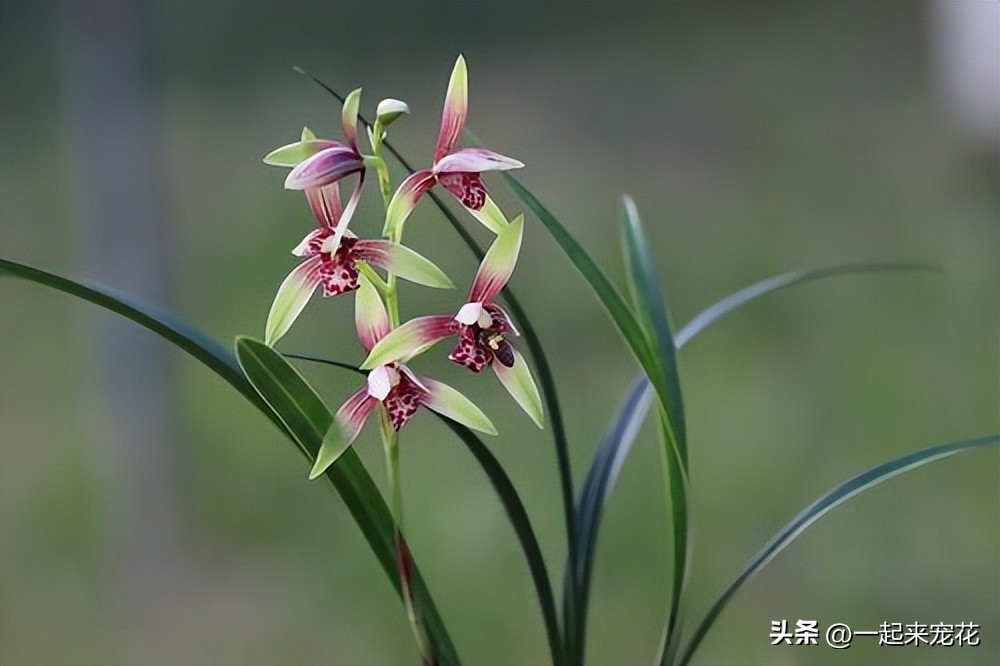 兰花叶片油绿,养长花苞兰花谨记好3点避免消苞