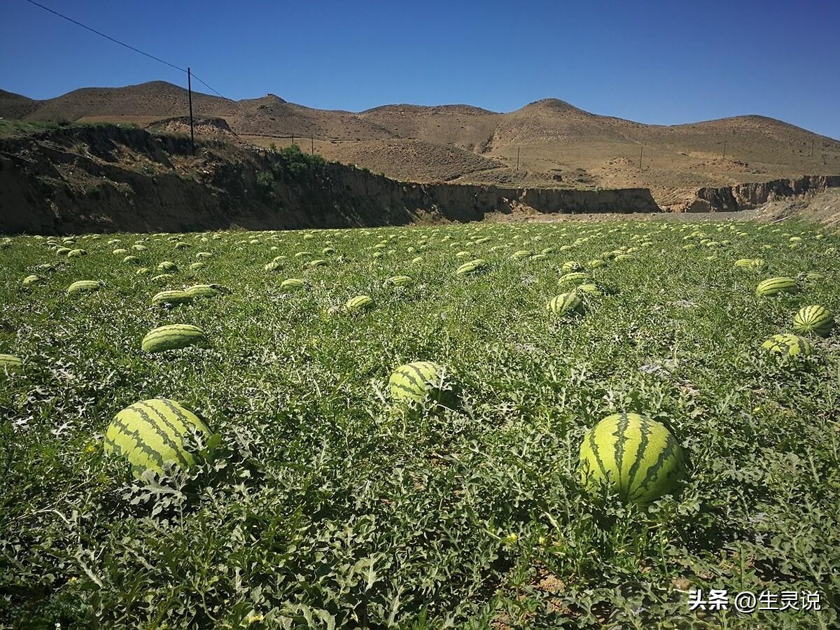 戈壁西瓜现状如何,戈壁西瓜种植技术