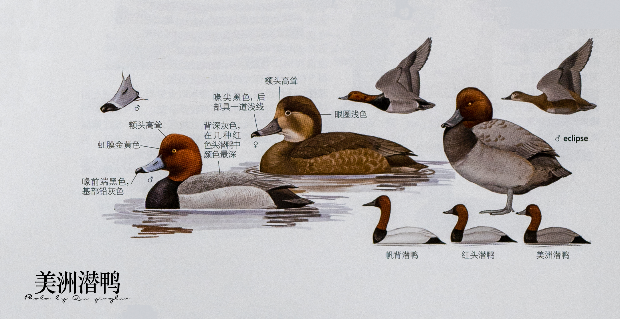 涓滄睙鎻借儨,涓滄睙鎻借儨楦熺被