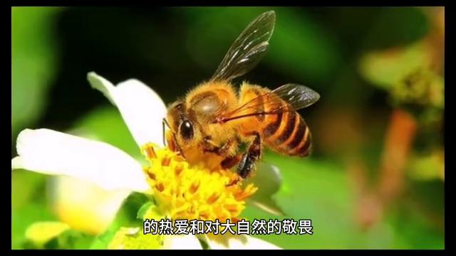 勤劳的小蜜蜂儿歌,勤劳的小蜜蜂句子