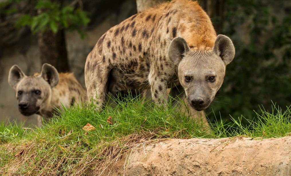 为什么狗狗见面都要相互闻鼻子,狗狗一见面就咬手