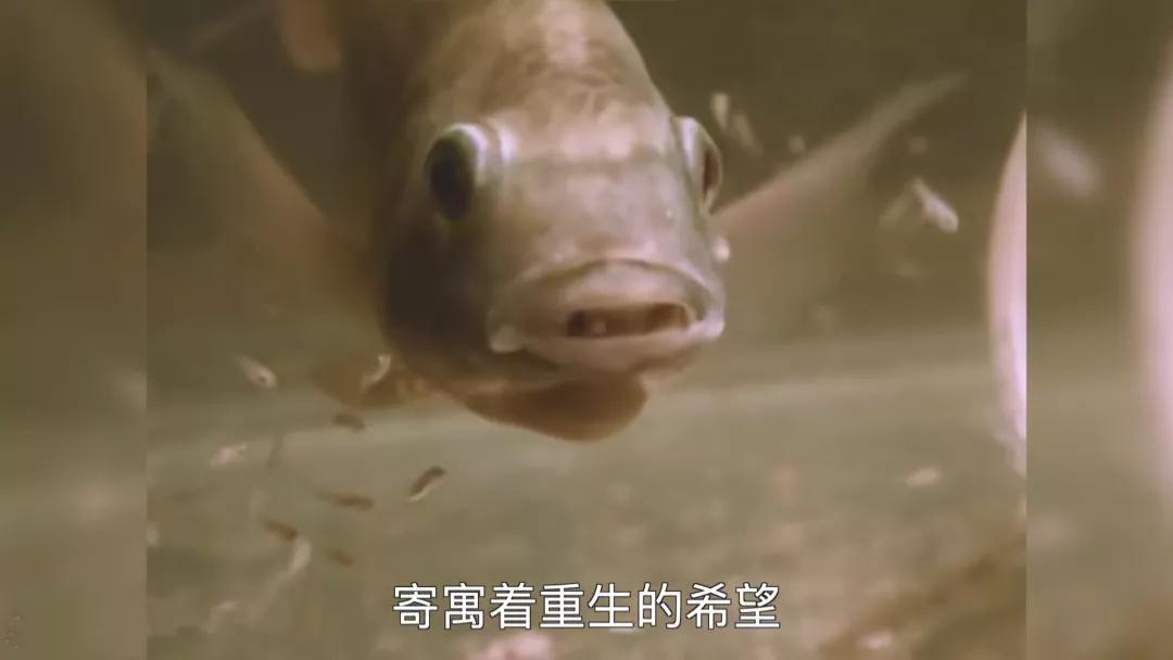 罗非鱼广东人爱吃,为什么美国人喜欢罗非鱼