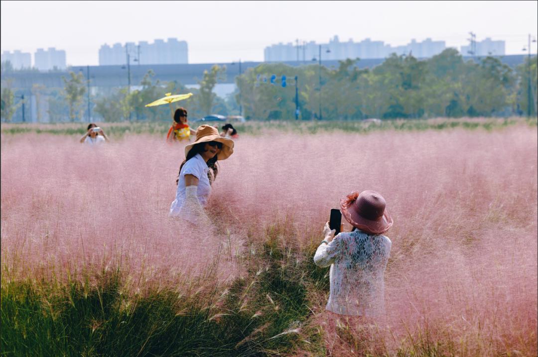 杭州临平粉黛乱子草花海地址,杭州临平30余亩粉黛花海梦幻上线
